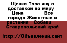 Щенки Тоса-ину с доставкой по миру › Цена ­ 68 000 - Все города Животные и растения » Собаки   . Ставропольский край